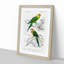 Parrot Illustrations by Charles dOrbigny - Framed Print-55578388-55578391