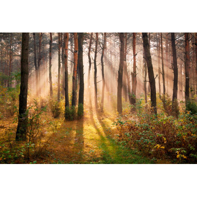 Autumn Forest 1 Piece Wrapped Canvas Wall Art