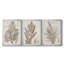 «Sepia Exotic Plants I», ensemble de 3 peintures sur toile encadrées-1945089280-1945089281
