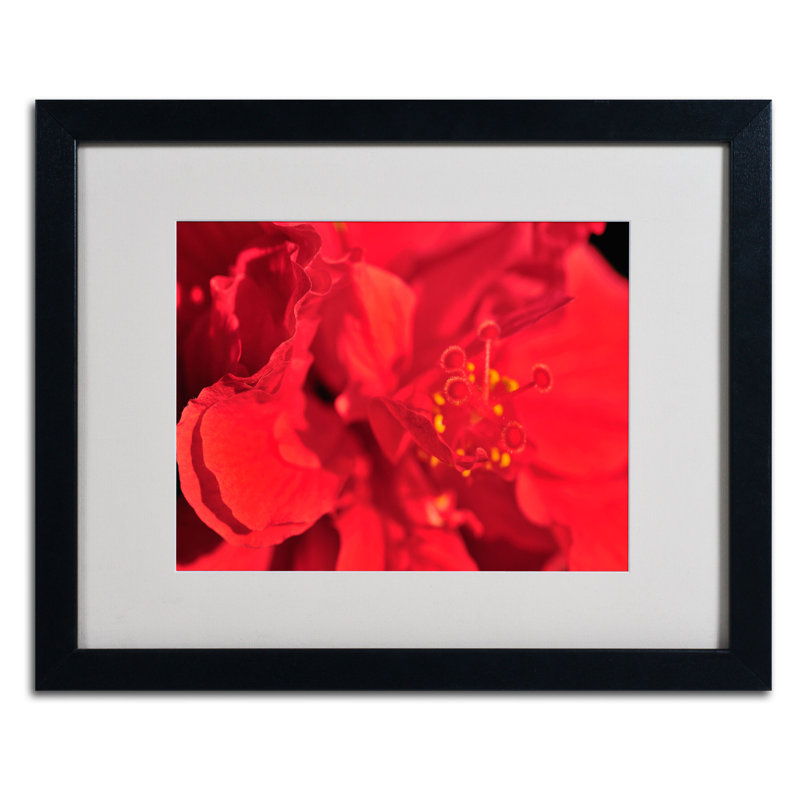 Trademark Fine Art "Red Red Hibiscus" by Kurt Shaffer Matted Framed Photographic Print