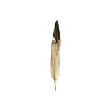 Fall Feathers III Painting by Elena Carlie