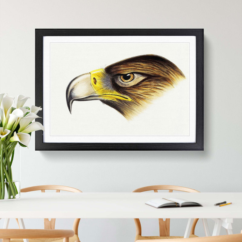 Eagle by John Gould - Framed Print, 27cm H x 36cm W x 2cm D, Black Framed