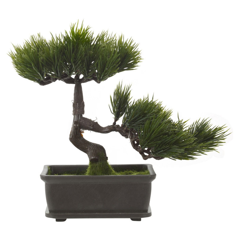 25cm Bonsai Plant in Pot