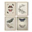 «Vintage Animal Print», impression encadrée XLV III - ensemble de 4-1254019952