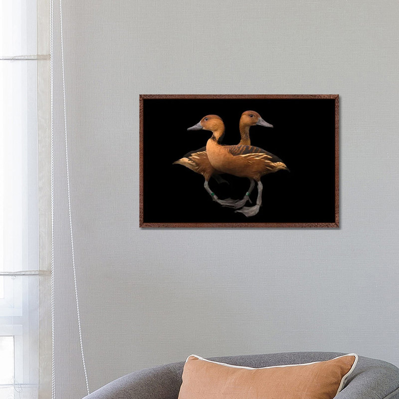 A Pair Of Fulvous Whistling Ducks At The Living Desert Zoo And Gardens In Palm Desert, California by Joel Sartore - Gallery-Wrapped Canvas Giclée on Canvas