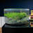 Preserved Moss Paperweight Art