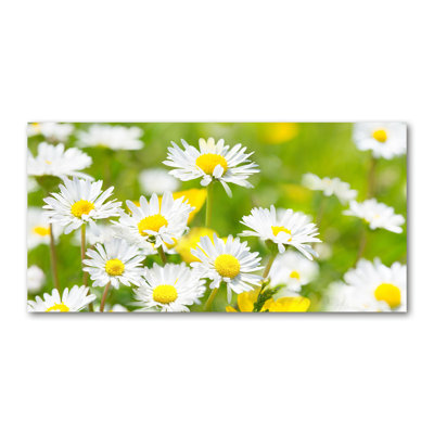 Daisies - Wrapped Canvas Print