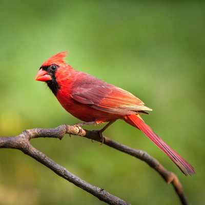 " Red Cardinal " by Ultima_Gaina