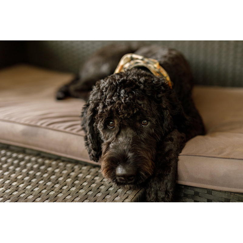 Labradoodle by Thurtell - Wrapped Canvas Print, 61cm H x 91cm W