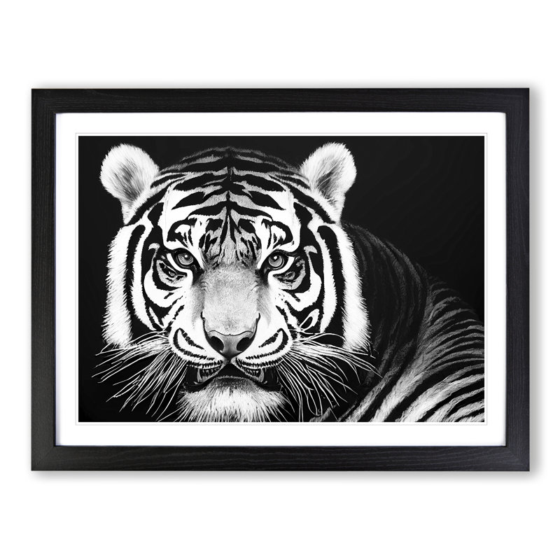 Tiger - Single Picture Frame Print, Black Framed, 46cm H x 64cm W