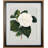 Camellia Japonica II by Vision Studio Hand Embelished Textured Framed Art Print Matted under Glass
