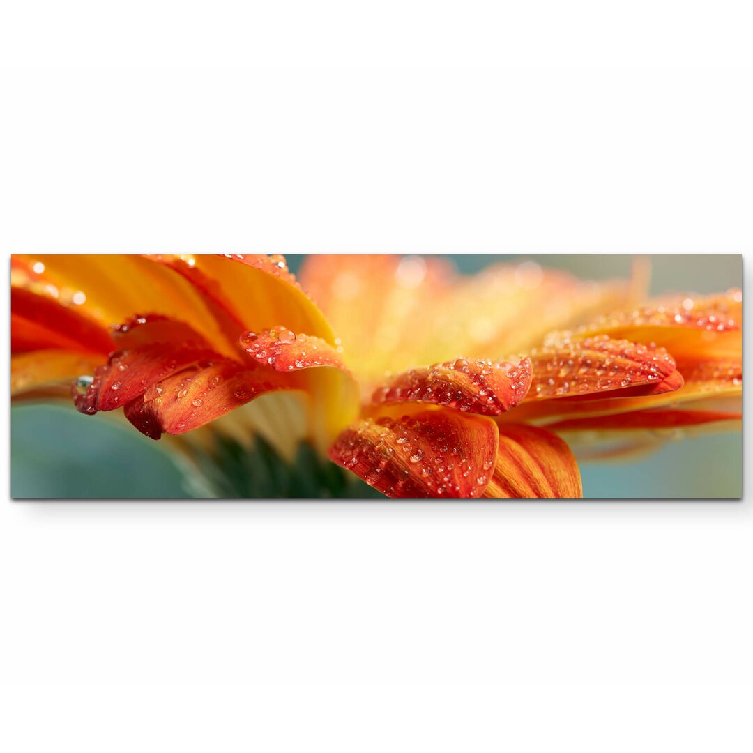 Leinwandbild Orange Gerbera mit Wassertropfen – Nahaufnahme