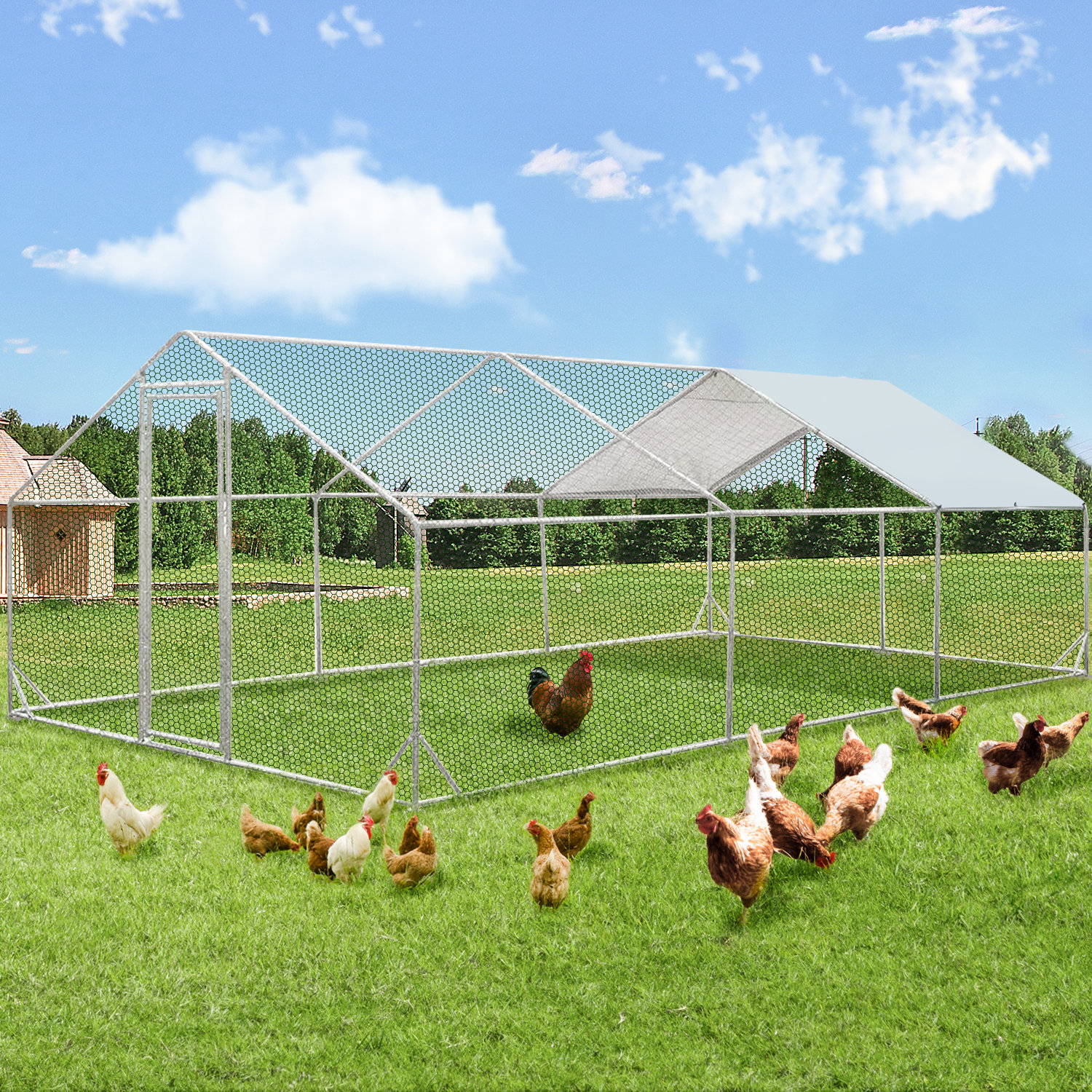 Derward 200 Square Feet Walk In Chicken Run For Up To 20 Chickens