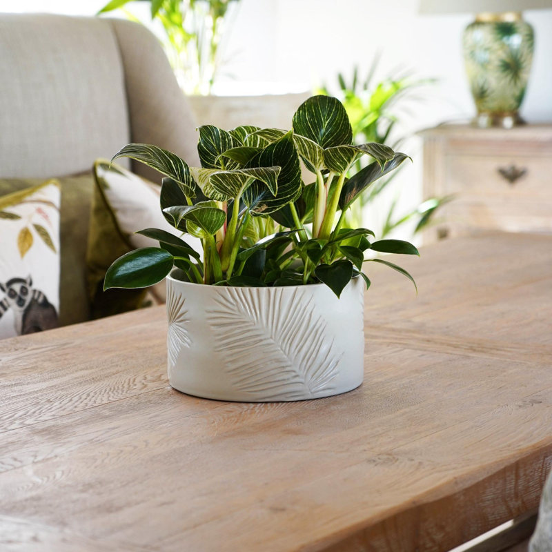 Pot Planter, Ivory