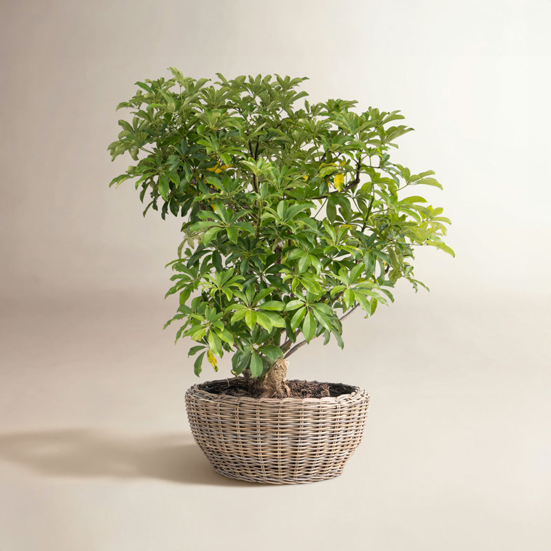 Round Belly Planter with Black Plastic Insert