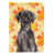 Black Labrador