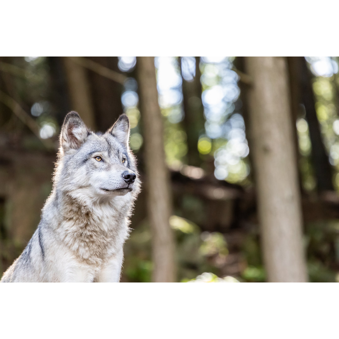 Großer grauer Wolf auf der Suche nach Rivalen und Gefahr im Wald von Onfokus - No Frame Print on Canvas