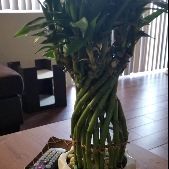 Costa Farms Indoor Lucky Bamboo House Plant in 6-inch Dcor Pot & Reviews |  Wayfair