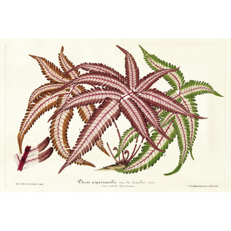 Fern Leaf Foliage III - Graphic Art, Wrapped Canvas, 81 cm H x 122 cm W