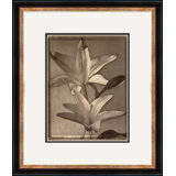 Sepia Flowers 14 Giclee Print by Soicher Marin Archives