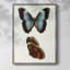 Reproduction encadrée de papillons bleus antiques IV - bois massif-2131606875