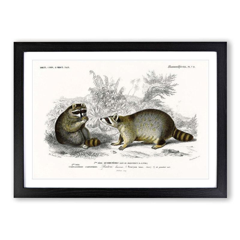 Raccoon Illustration by Charles D'Orbigny - Picture Frame Painting Print, 48cm H x 65cm W x 2cm D, Black Framed