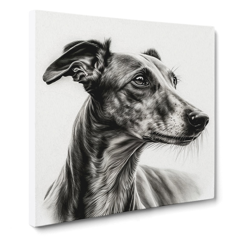 Greyhound Dog Drawing - Wrapped Canvas, 50cm H x 50cm W x 3cm D