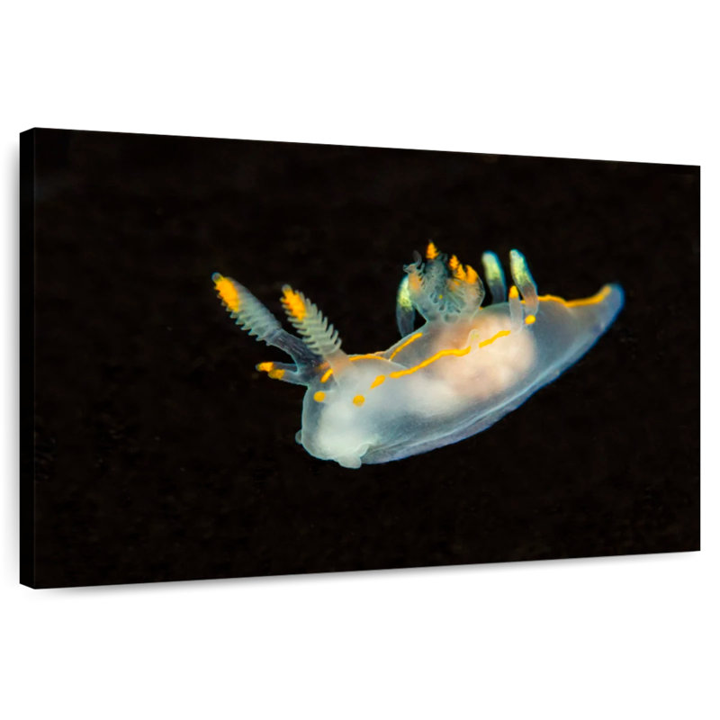 Sea Slug In Dark Waters
