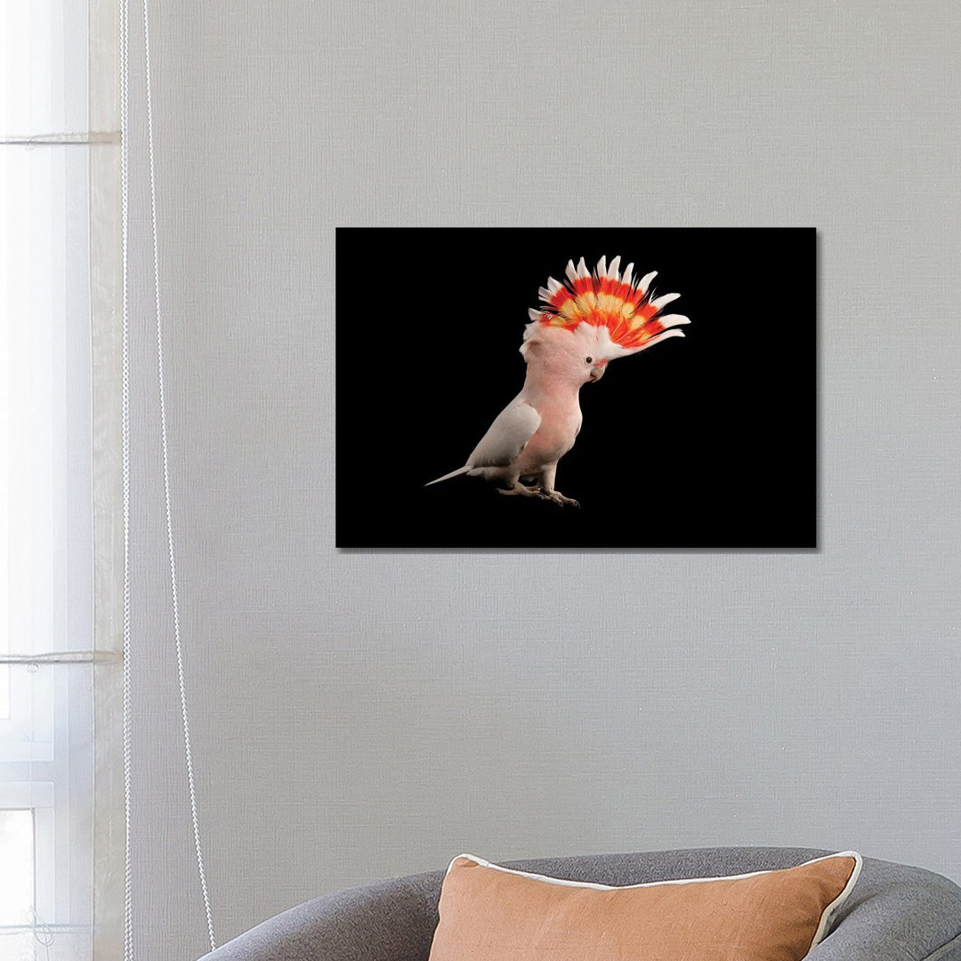 A Major Mitchell's Cockatoo At Parrots In Paradise von Joel Sartore - Gallery-Wrapped Canvas Giclée on Canvas