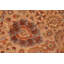 Tapis unique brun / beige 6 pi x 8 pi 7 po Padillo