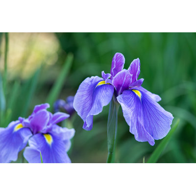 Purple Iris Flowers - Wrapped Canvas Print