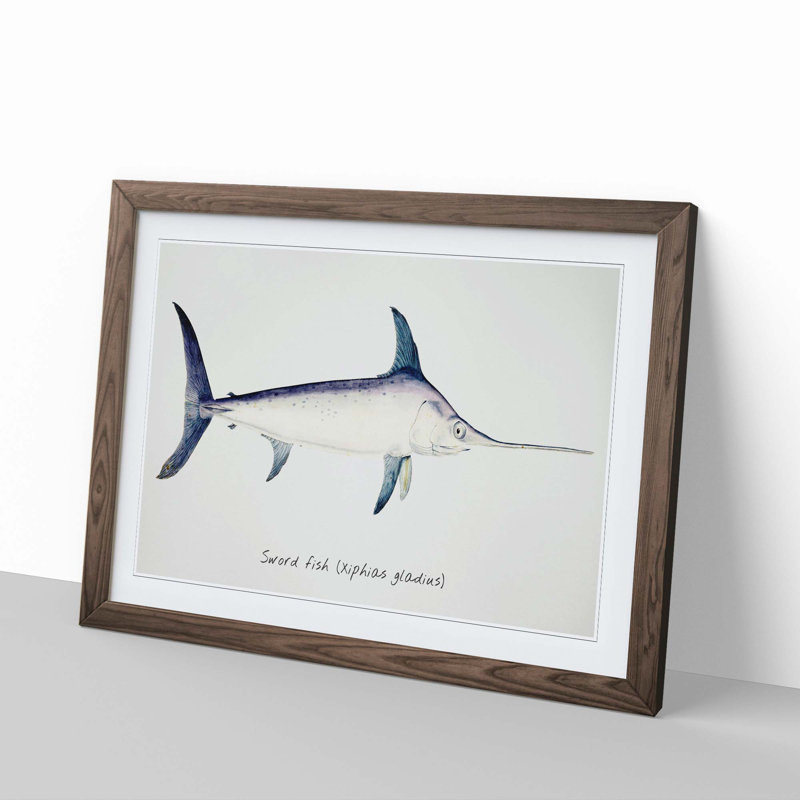 Illustration of a Swordfish by F.E. Clarke - Picture Frame Graphic Art Print, Walnut Framed, 36cm H x 48cm W x 2cm D