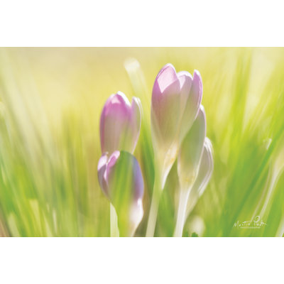 «Soft Crocus» par Martin Podt - reproduction imprimée
