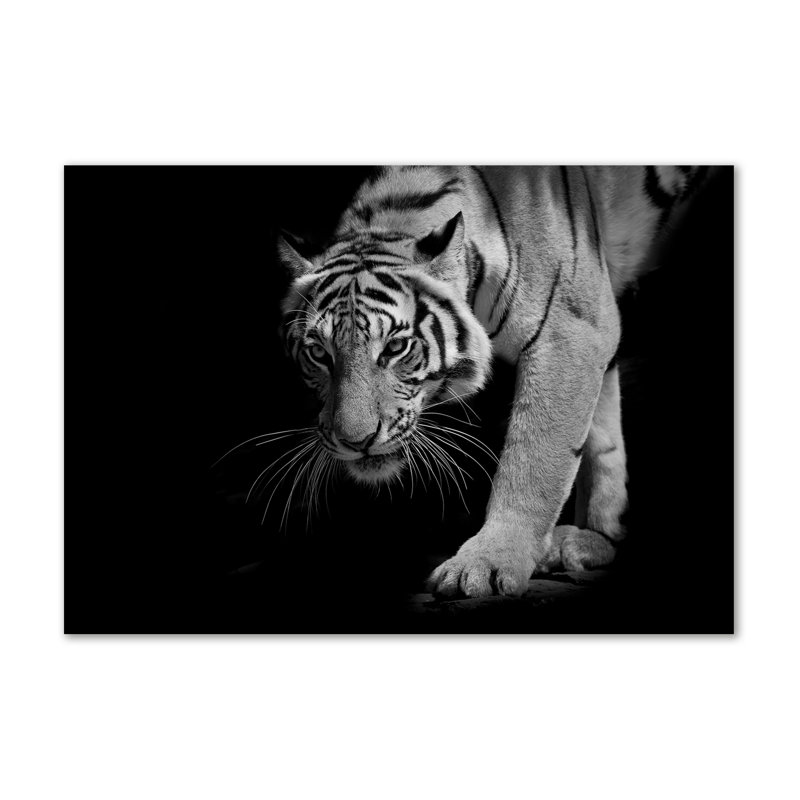 Tiger - Wrapped Canvas Print