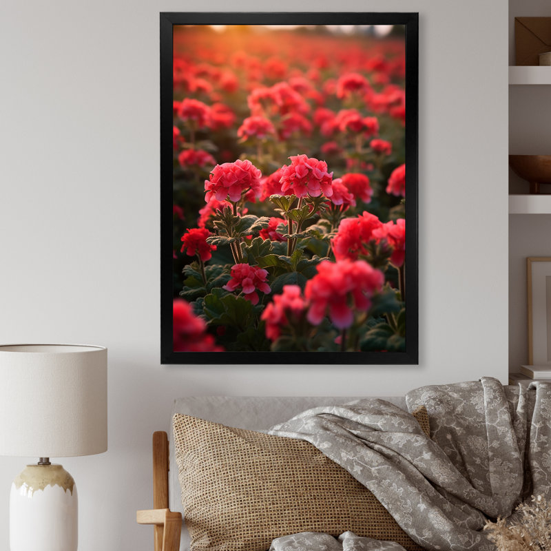 Photo Og Geraniums Field II sur toile, H 40 po x l 30 po x P 1,5 po, Cadre flottant noir