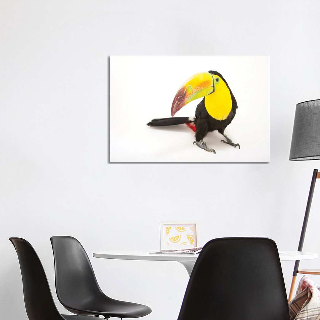 A Keel-Billed Toucan At Tracy Aviary von Joel Sartore - Gallery-Wrapped Canvas Giclée on Canvas