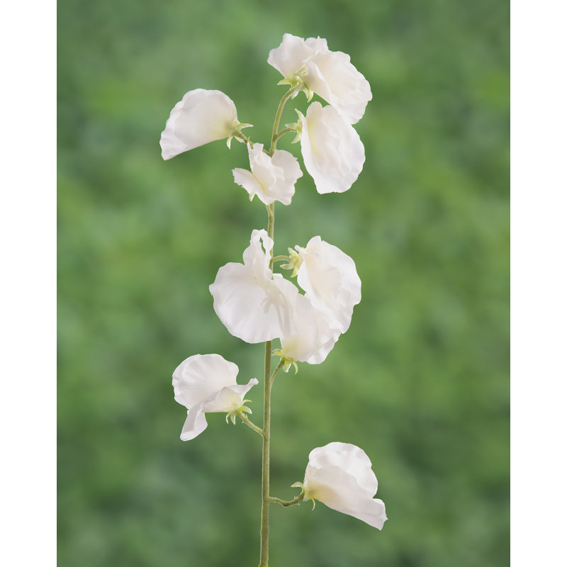 Sweet Pea, White