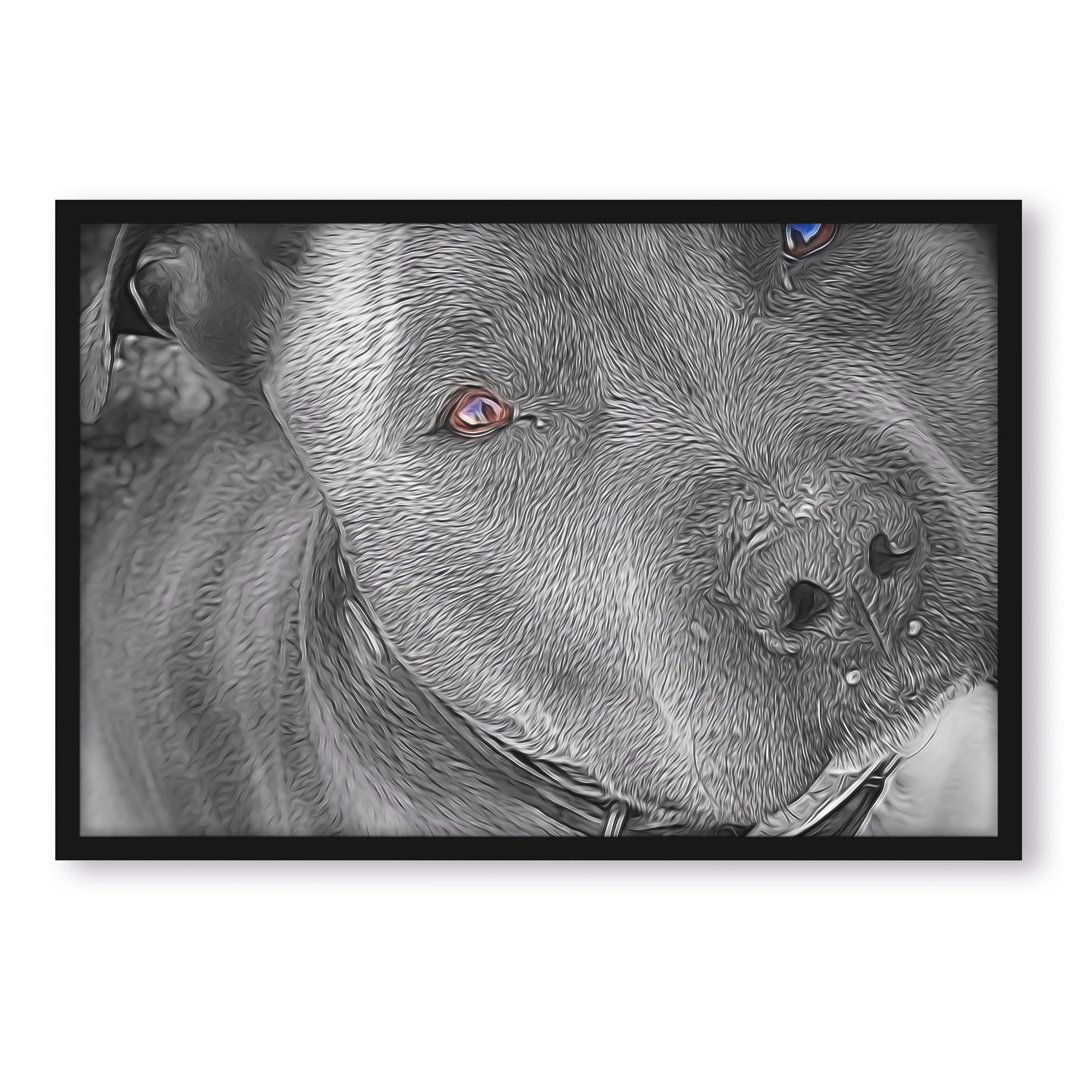 Gerahmtes Poster Wunderschöner Pit Bull Terrier