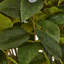 Large Hydrangea Plant In Pot-532176956