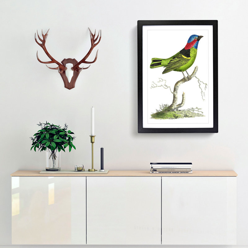 Collared Tanager Bird by George Shaw - Framed Print, 36cm H x 27cm W x 2cm D, Black Framed