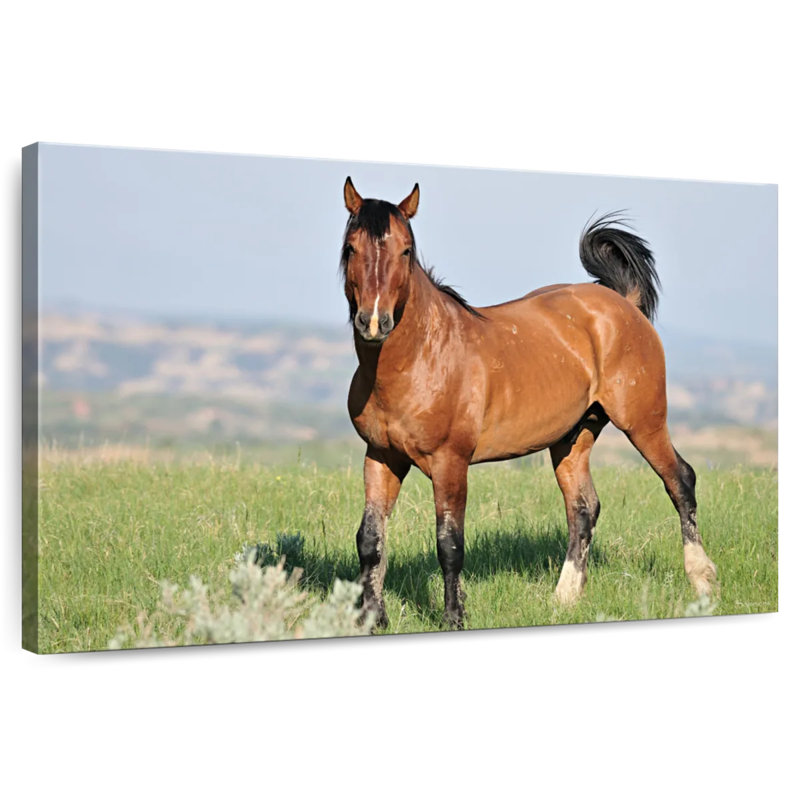 Brampt Majestic Wild Horse