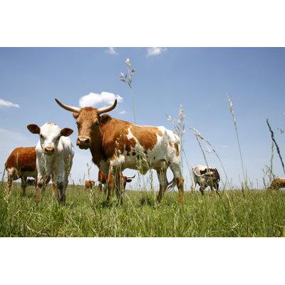 Longhorn Cattle Herd 1 Piece Wrapped Canvas Wall Art