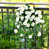 White Morning glory