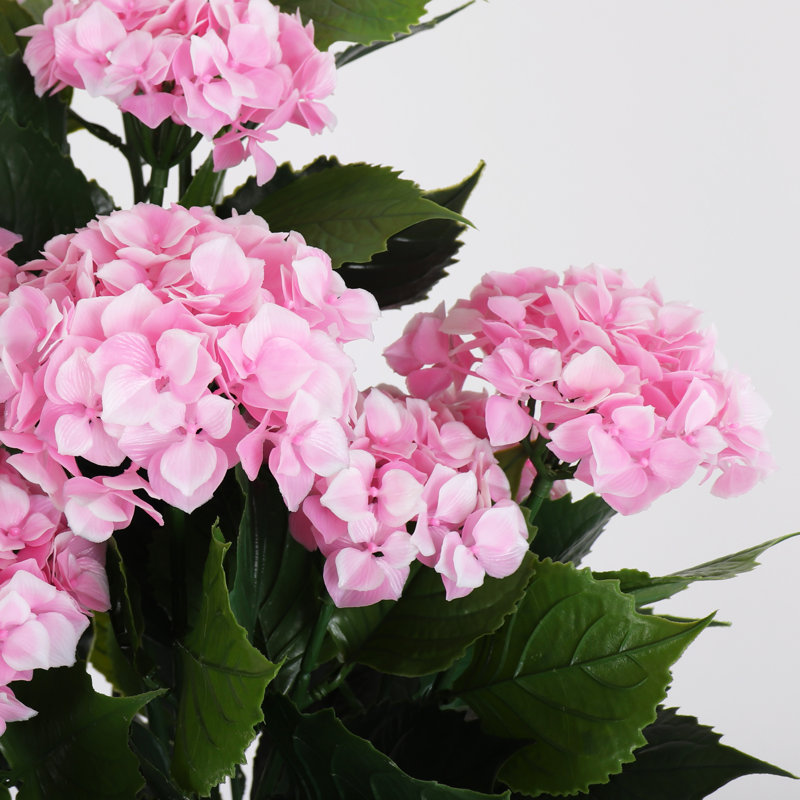 Potted Hydrangea - Small, Pink