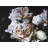 Peonies Print On Canvas