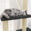 Ruislip 155cm H Cat Tree-1482694973