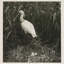 Coastal Birds 2 Print by THE Studio-1385129400-1385129401