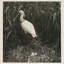 Coastal Birds 2 Print by THE Studio-1385129402-1385129403