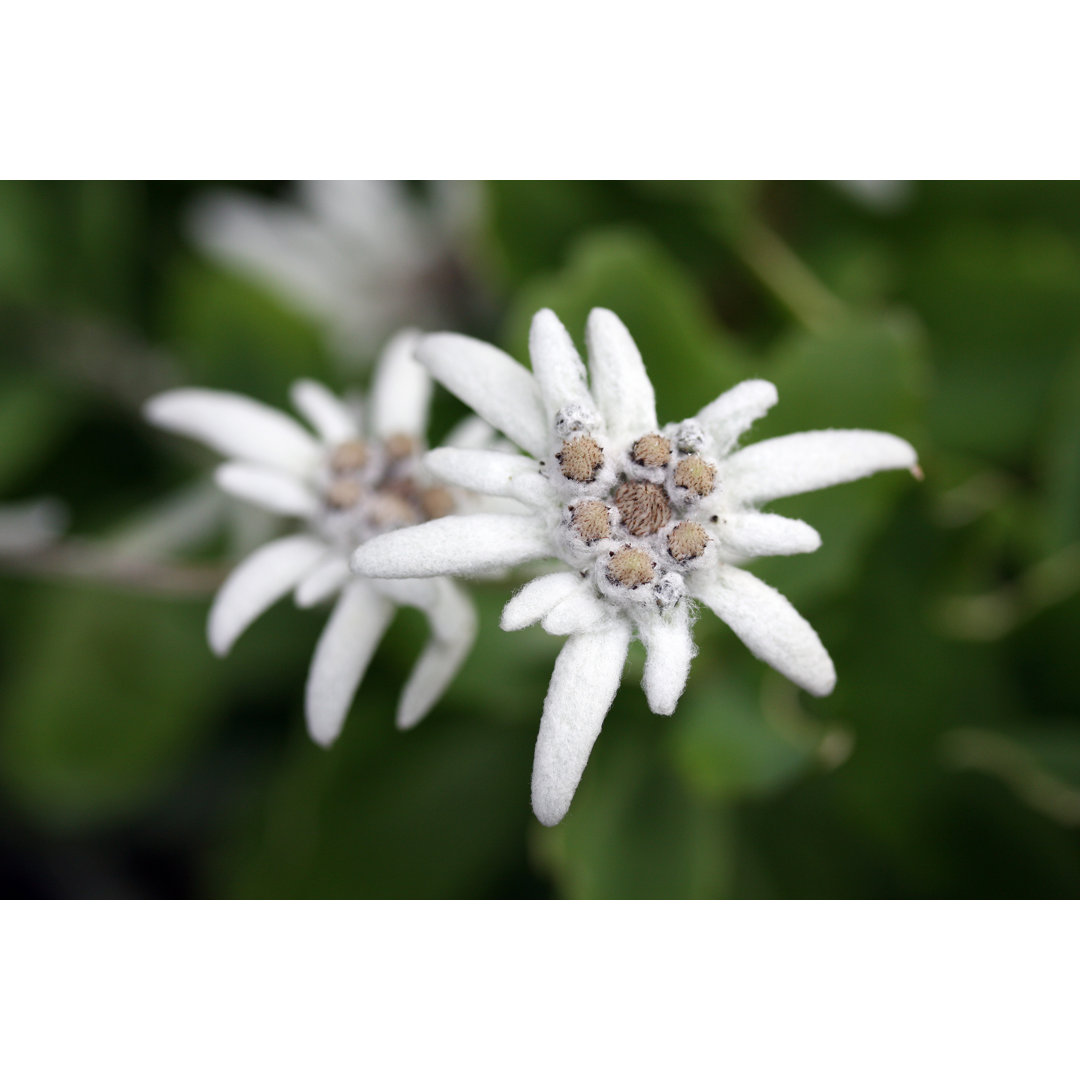 Edelweiss 483799129