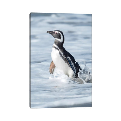 Magellanic Penguin, Falkland Islands. 1 Piece Wrapped Canvas Wall Art